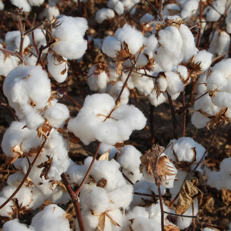 Zapach do samochodu Kratki Nawiewu Długotrwały 60 dni Fresh cotton